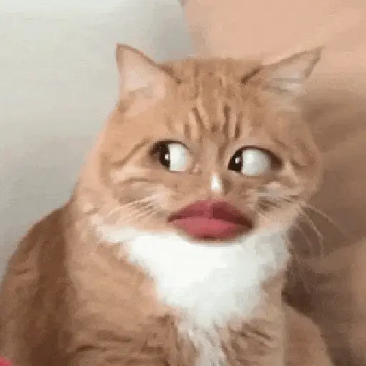 Gatos caras🐈Funny cats😺