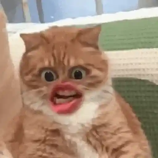 Gatos caras🐈Funny cats😺