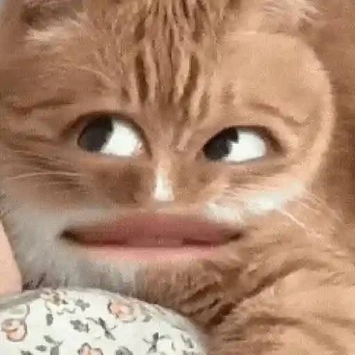 Gatos caras🐈Funny cats😺