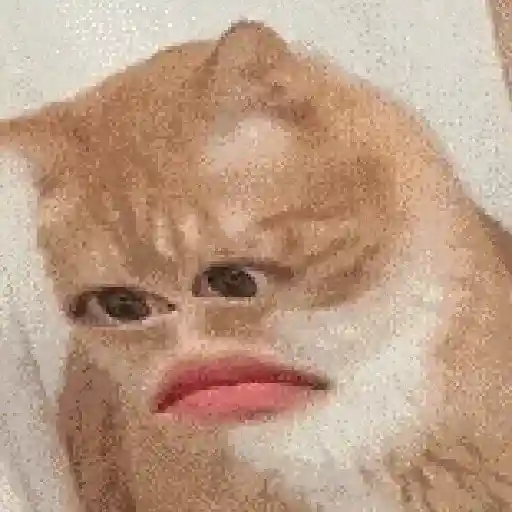 Gatos caras🐈Funny cats😺 preview