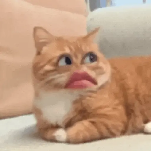 Gatos caras🐈Funny cats😺