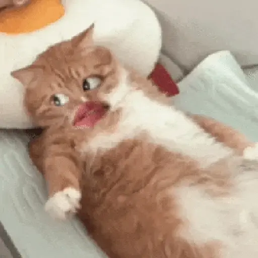 Gatos caras🐈Funny cats😺