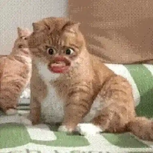 Gatos caras🐈Funny cats😺