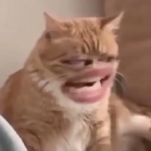 Gatos caras🐈Funny cats😺
