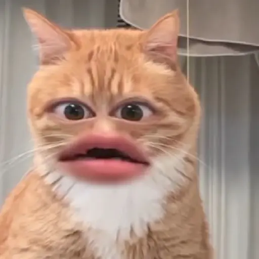 Gatos caras🐈Funny cats😺