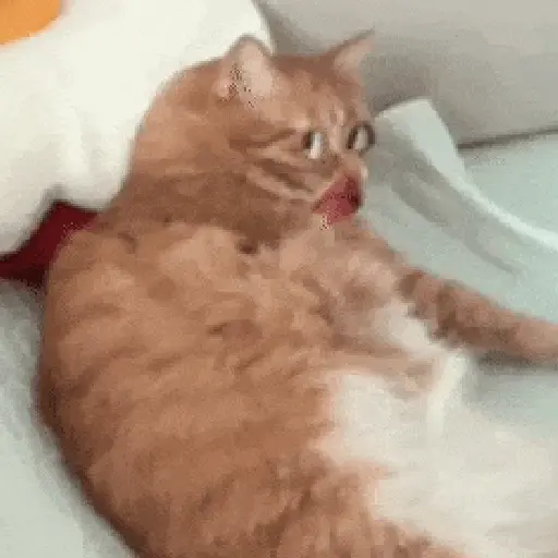 Gatos caras🐈Funny cats😺