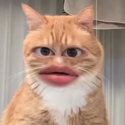 Gatos caras🐈Funny cats😺