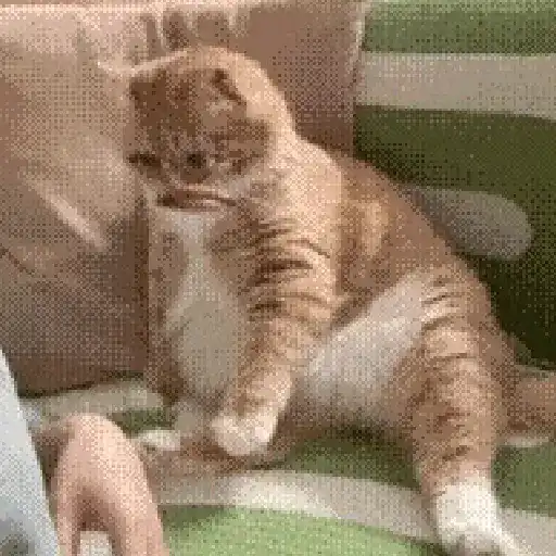 Gatos caras🐈Funny cats😺