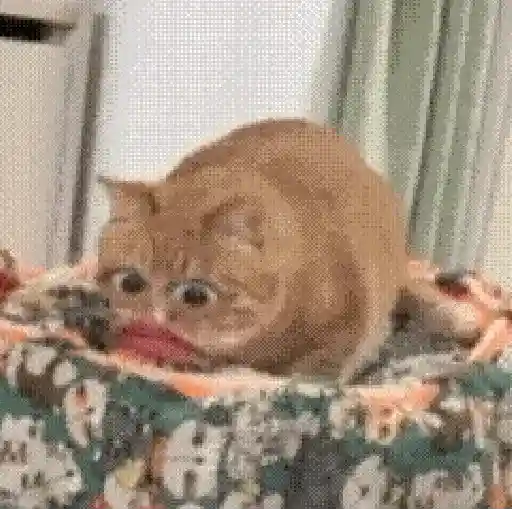 Gatos caras🐈Funny cats😺