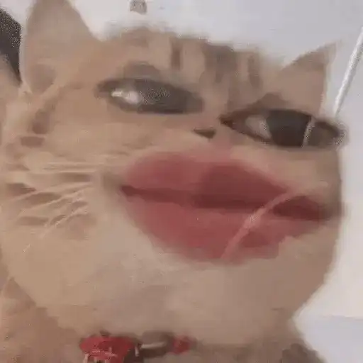 Gatos caras🐈Funny cats😺