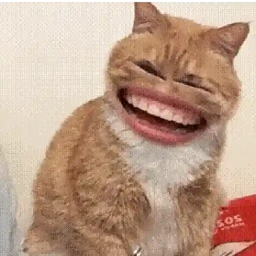 Gatos caras🐈Funny cats😺