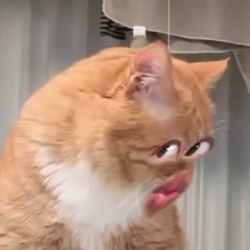 Gatos caras🐈Funny cats😺 preview