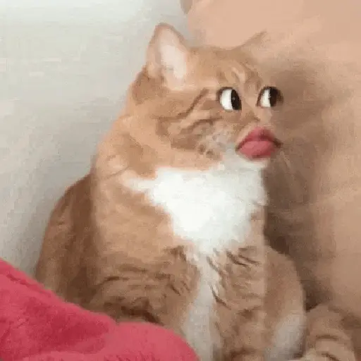 Gatos caras🐈Funny cats😺 preview
