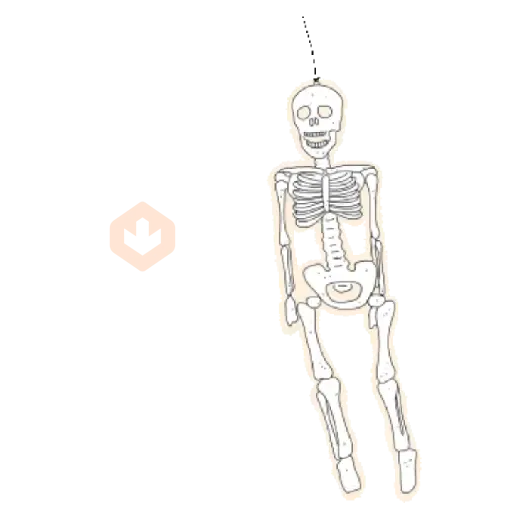 Día de muertos💀🏵️anim sticker 12