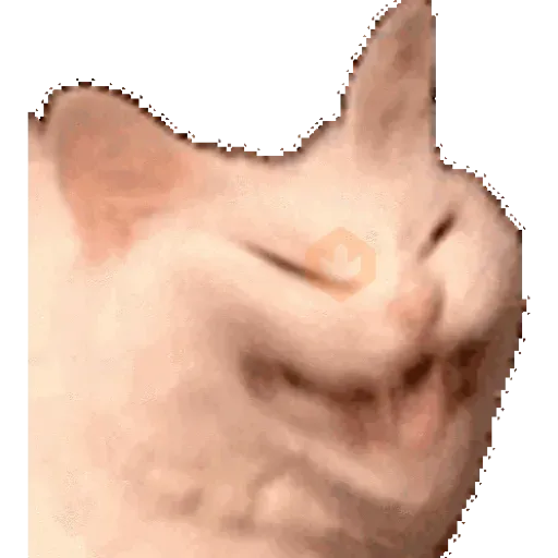Gatos para el chat 🐱🤣 sticker 16