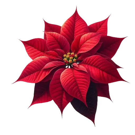 🎅 Nochebuenas de Navidad 🎄