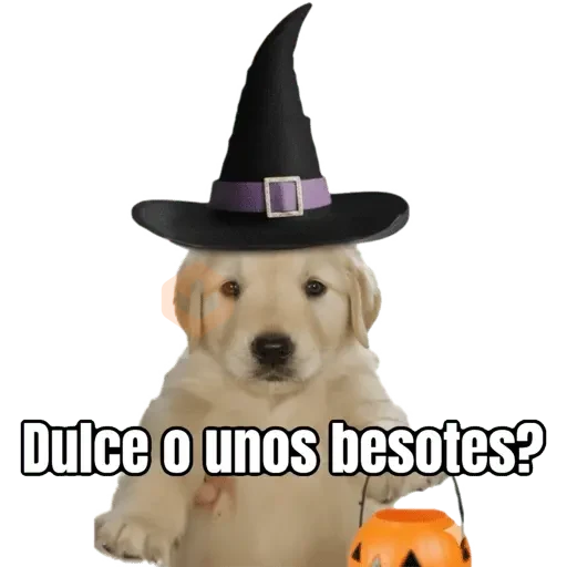 Dulce o? 🐶🎃 sticker 15