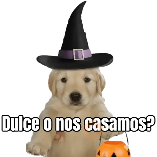 Dulce o? 🐶🎃 sticker 16