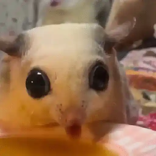 🎵 TIKTOKeando 40🎵
