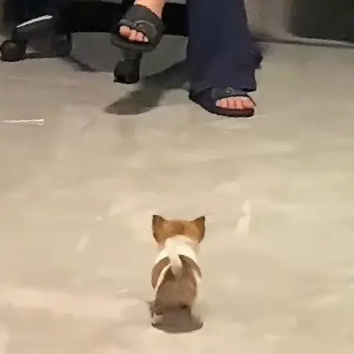 🎵 TIKTOKeando 40🎵