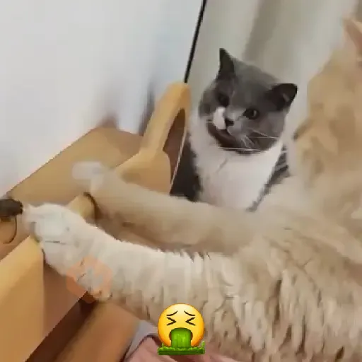 Cat gifs😼 sticker 11