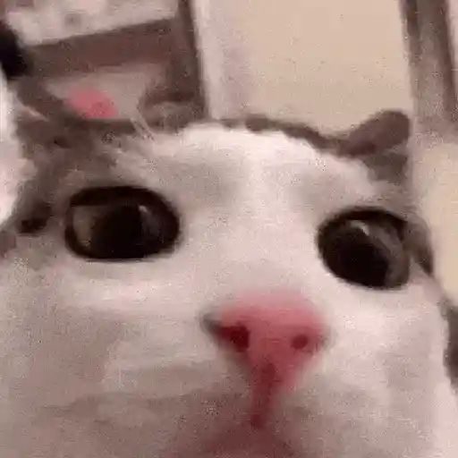 ✨💥ShiSpOST CaTS😹