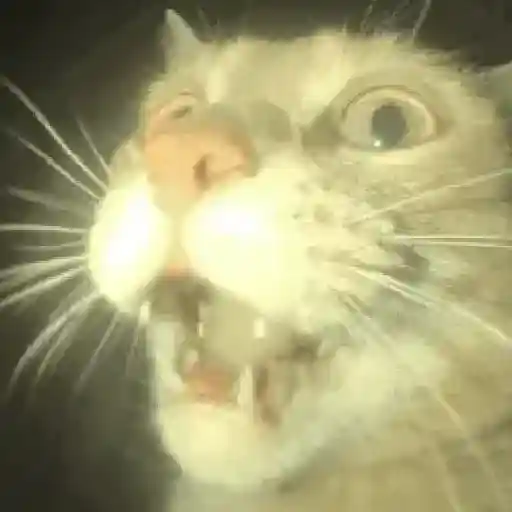 ✨💥ShiSpOST CaTS😹