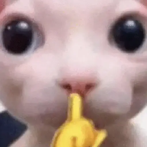 ✨💥ShiSpOST CaTS😹