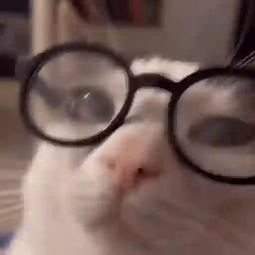 ✨💥ShiSpOST CaTS😹