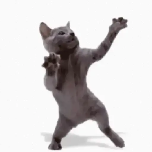 ✨💥ShiSpOST CaTS😹