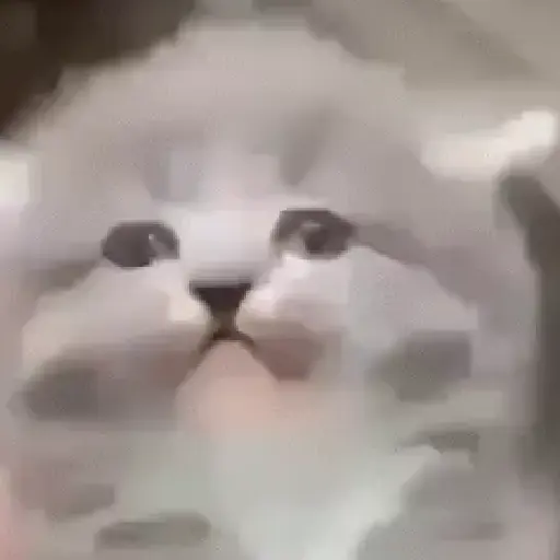 ✨💥ShiSpOST CaTS😹