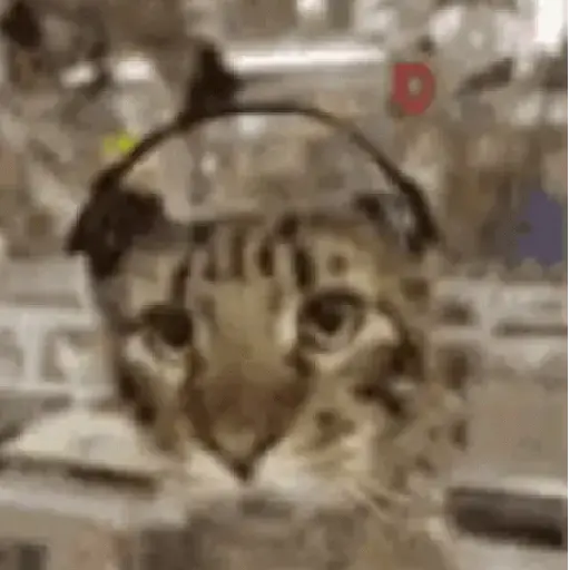 ✨💥ShiSpOST CaTS😹