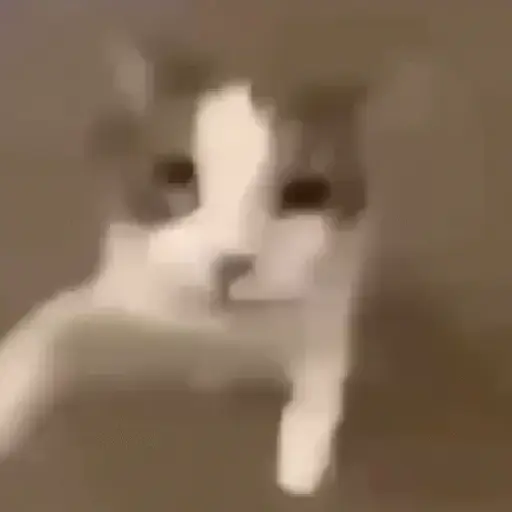 ✨💥ShiSpOST CaTS😹