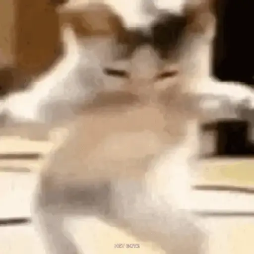 ✨💥ShiSpOST CaTS😹