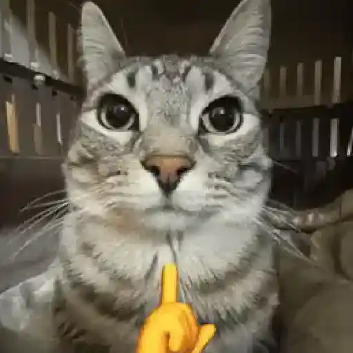 ✨💥ShiSpOST CaTS😹