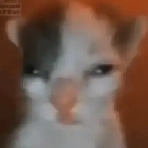 ✨💥ShiSpOST CaTS😹