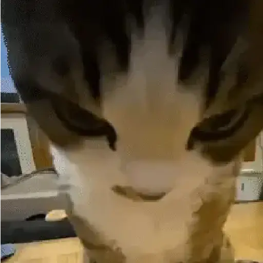 ✨💥ShiSpOST CaTS😹
