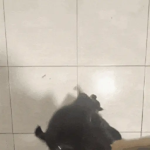 Animalitos TIKTOK 😹 preview