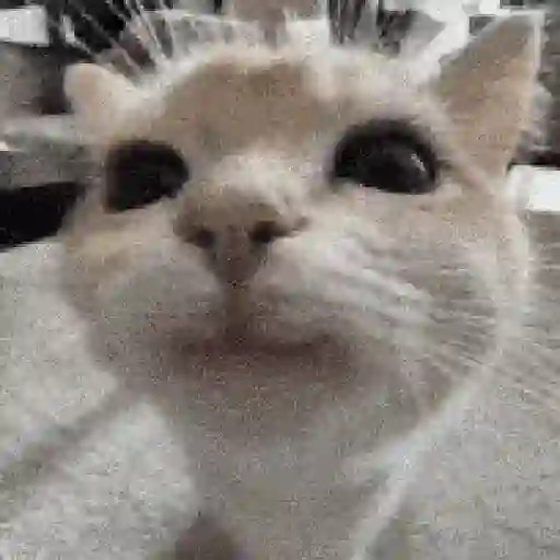 Animalitos TIKTOK 😹