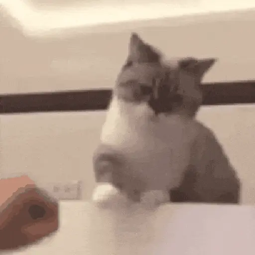 Animalitos TIKTOK 😹