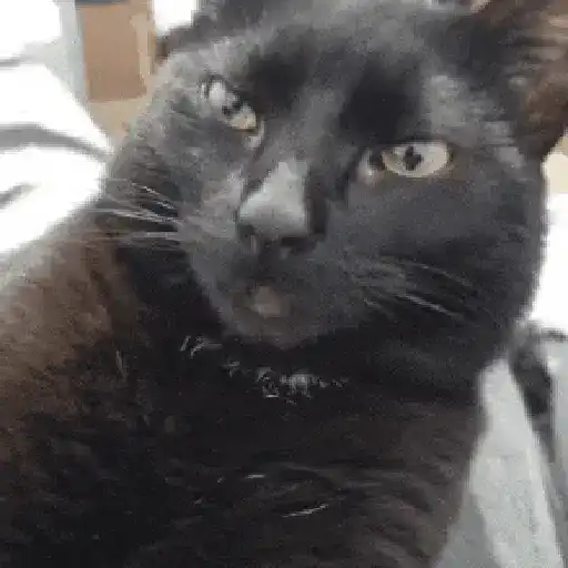 Animalitos TIKTOK 😹