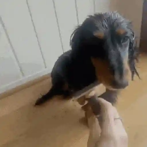 Animalitos TIKTOK 😹