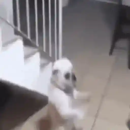 Animalitos TIKTOK 😹 preview