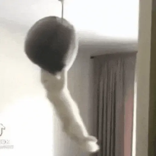 Animalitos TIKTOK 😹
