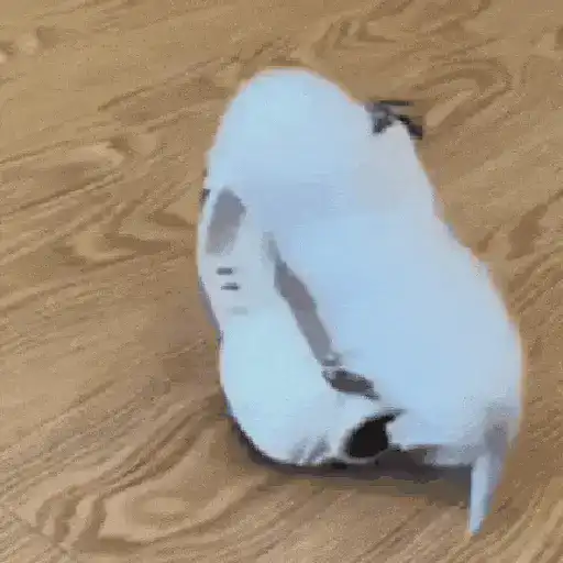 Animalitos TIKTOK 😹