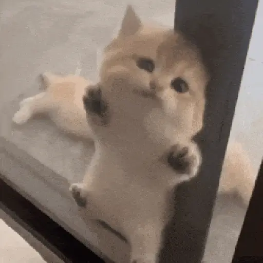 Animalitos TIKTOK 😹