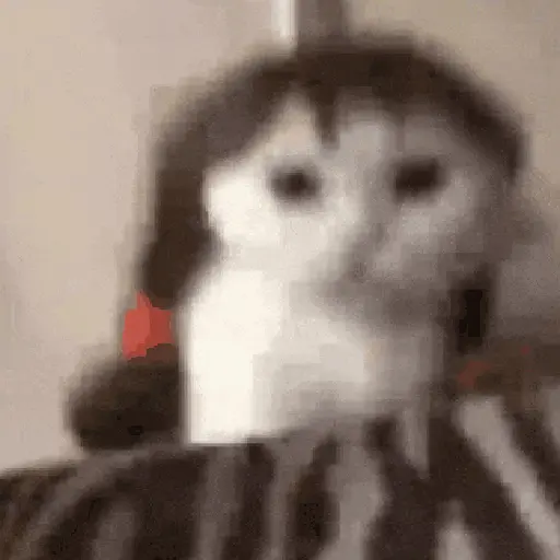 Animalitos TIKTOK 😹