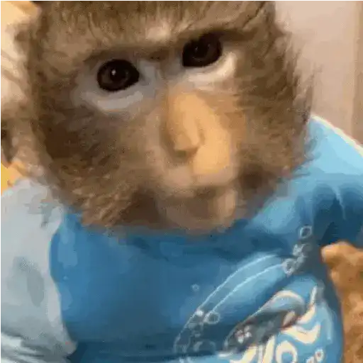 Animalitos TIKTOK 😹 preview
