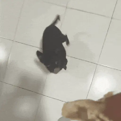 Animalitos TIKTOK 😹