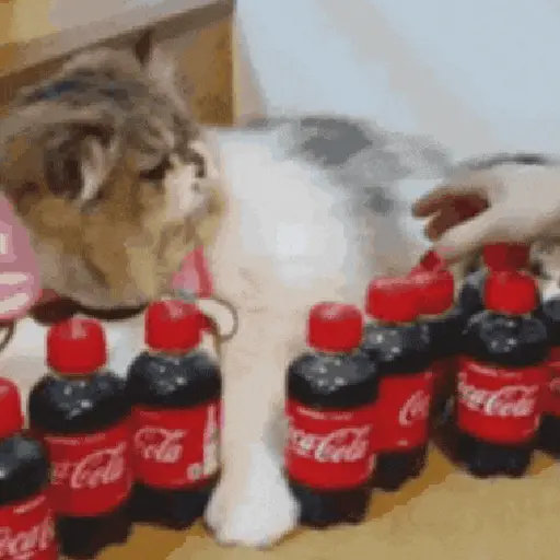 Animalitos TIKTOK 😹